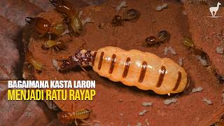 Termites: Not Just Pests, The Secret Underground Army Changing the World