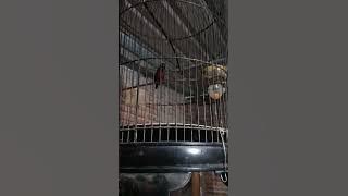 konin isian ciwah ngebrem
