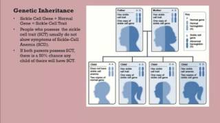 Stacie Zabka's Presentation