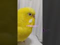 久々に頭を食べたトリ