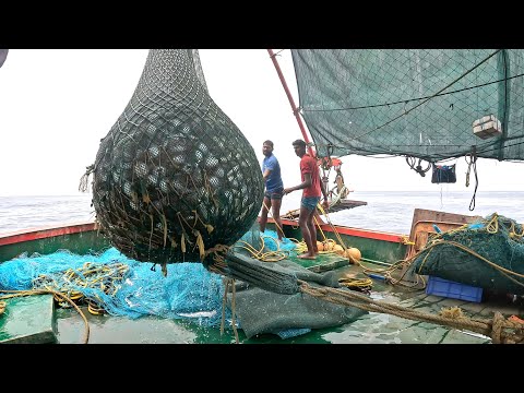 This Is How Fisherman Catch Hundreds Tons Salmon | Modern Fish Processing x Fishing Video Kadaltv