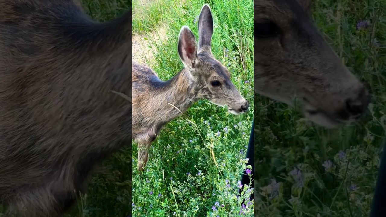 Beautiful deer near the town of Durango, Colorado - Please subscribe for more scenic videos