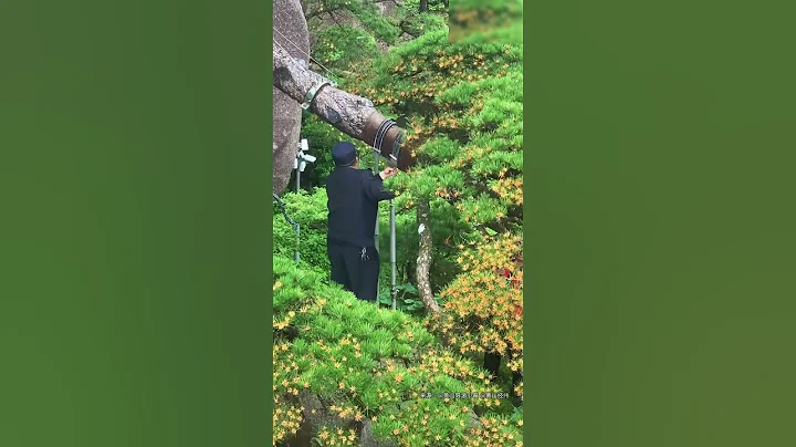 黃山千年迎客鬆開花了，守松人檢查開花情況，迎客松長勢良好。來源@人民網 #黃山 #千年迎客 #shorts - 天天要聞