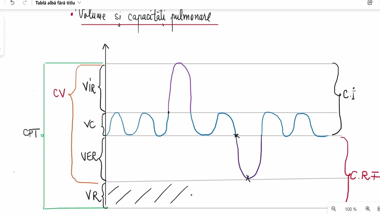 Fiziologia  respirației