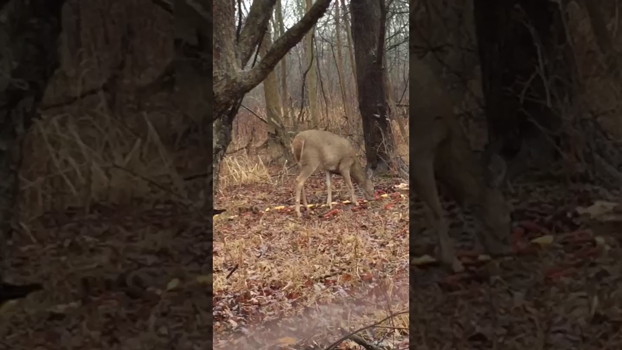 2017 deer hunting videos 2017 deer hunting videos