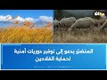 استغلوا قو ة الريح وبرودة الطقس عصابة تسلب فلاحا 20 رأس غنم 