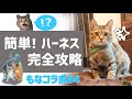 猫のハーネストレーニング決定版！ハーネスつけると動かない問題はこう乗り切る！　ケージトレーニングもします　アメチカンのもなちゃんコラボPart4