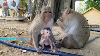 Best family monkey actions in whole eat