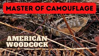 AMERICAN WOODCOCK feeding in cover - New Brunswick, Canada - 1 April 2023 by Stuart Tingley 245 views 1 year ago 2 minutes, 37 seconds