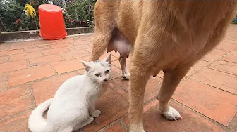 Cute Kittens Picks A Dog As Her Mom