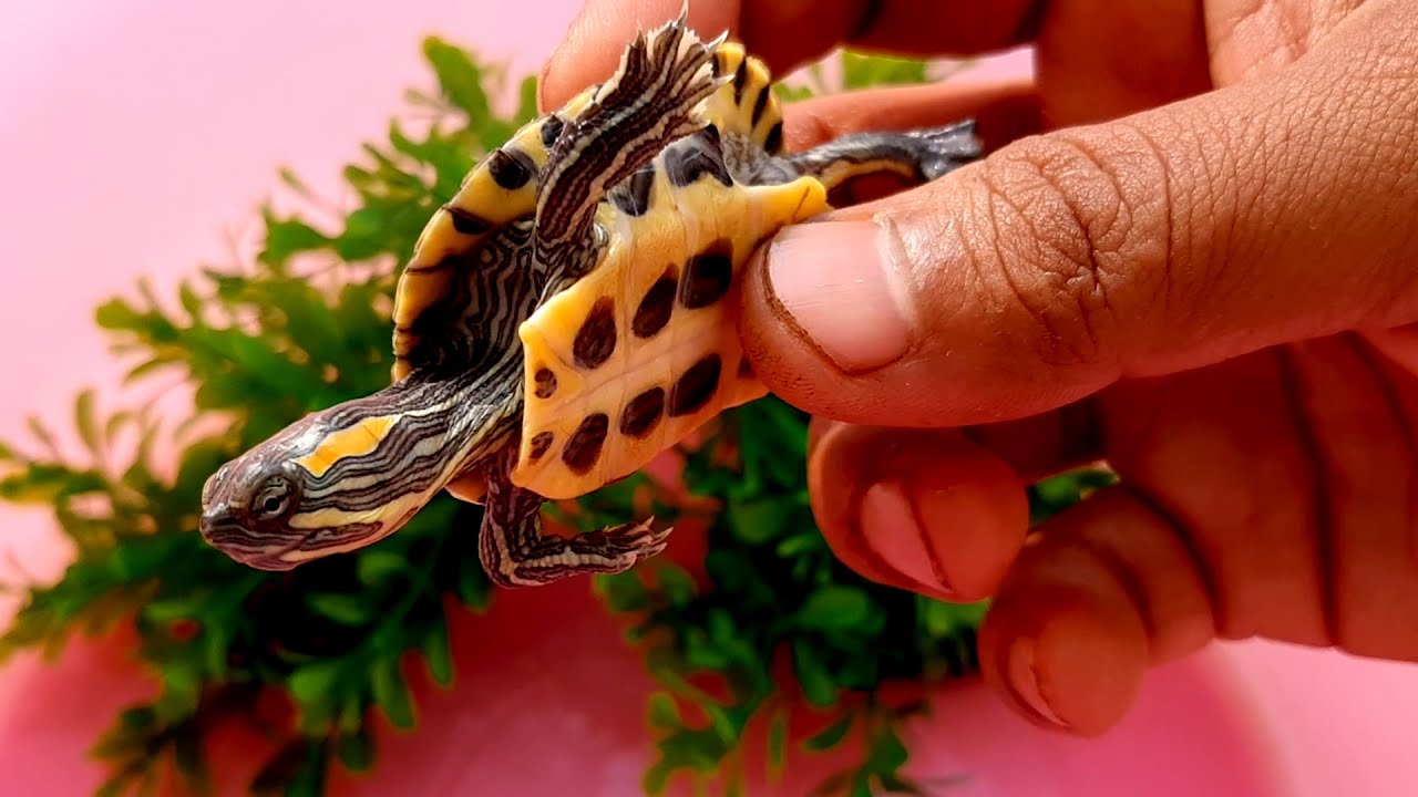 My Baby Red-Eared Slider'S One Year Growth