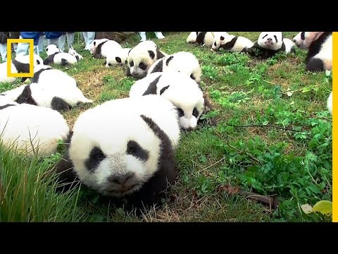 Vídeo: El Parque De Pandas Gigantes De China Es Enorme