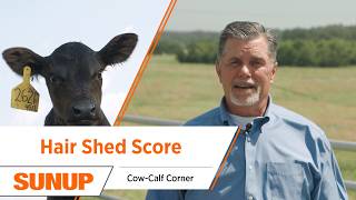 Why Hair Shedding Matters for Heat Tolerance in Cattle | Cow-Calf Corner