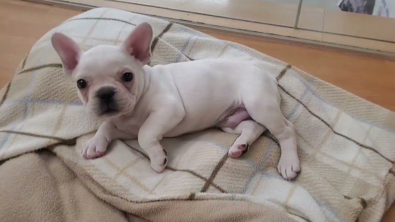 フレンチブルドッグ - YouTube