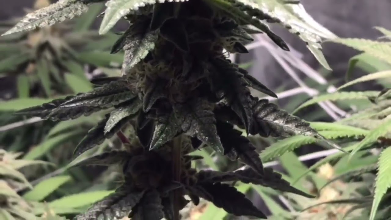 Scrog McFarm - No more LED Flower Tent at day 44 of Bloom! Sophisticated Lady, Gelato 41, Blue Dream