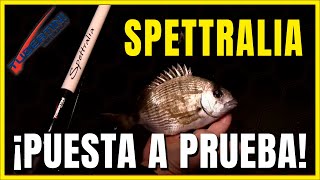 Vidéo: Canne Tubertini Spettralia