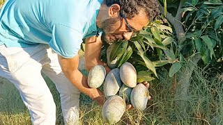 صنف مانجو أوستين 🥭 مميزات و معلومات عنه 🥭 Mango Austin in Egypt 🥭 | مانجو العرب 🥭