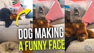 Dog Making a Funny Face While Wearing Its Cone and Laying in Couch