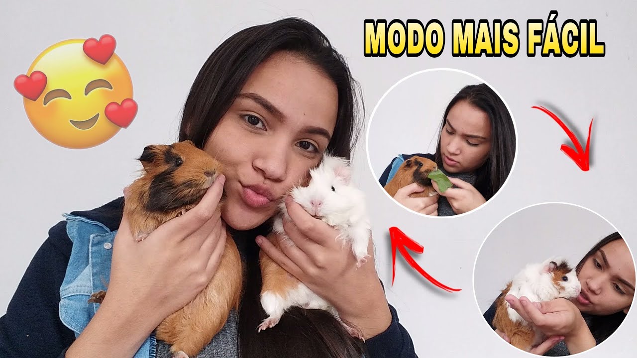 COMO GANHAR A CONFIANÇA DO SEU PORQUINHO DA ÍNDIA RÁPIDO?