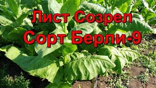 Созревание листа и первая ломка сорт Табака Берли - 9.