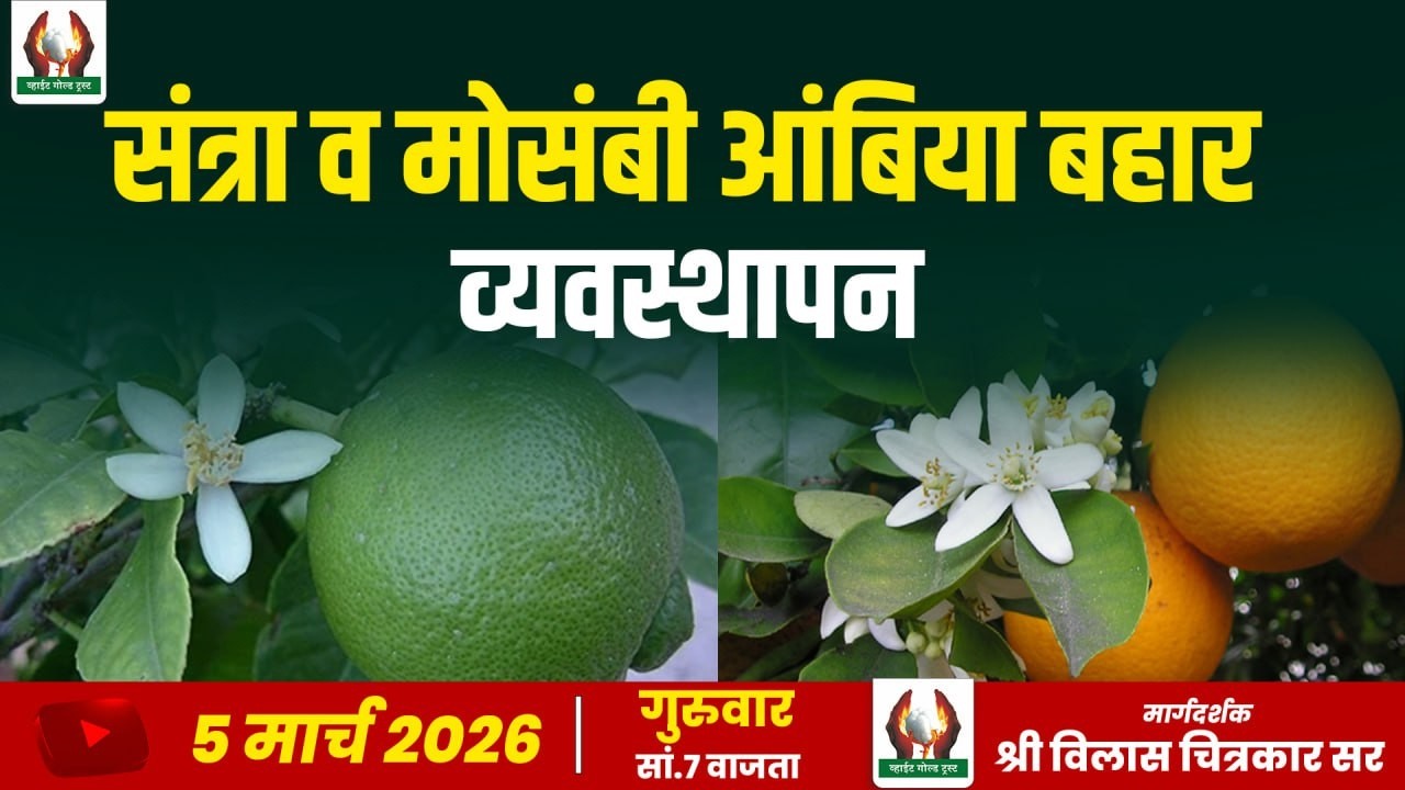 संत्रा व मोसंबी आंबिया बहार व्यवस्थापन