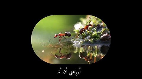 (حتى اذآ اتوا على واد النمل قالت نملة)تلاوة عذبة لماهر المعيقلي💖