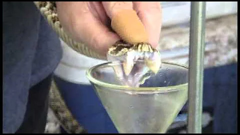 Ken Darnell - Venom extraction from Eastern Diamondback rattlesnakes
