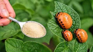 Potato Bugs Disappear As Soon As This Touches A Leaf