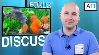 Mig Baglæns krøllet Fokus Discus (Symphysodon) - YouTube