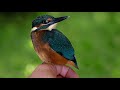 Rescued Baby Kingfisher Flies Free