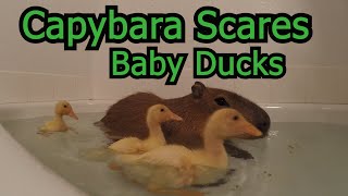 Capybara Scares Baby Ducks