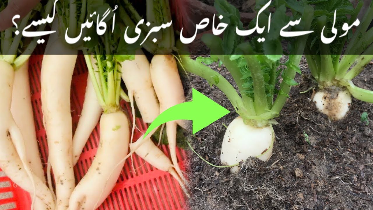 Mongray Grow Green beans fron reddishes|Moli sa mongray ougnay ka tareeqa - YouTube