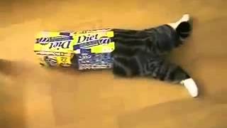 Кот и коробки. Знаменитый кот-коробочник! Кот и коробки. Знаменитый кот-коробочник!