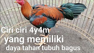 Download Lagu Ciri ciri 4y4m yang memiliki daya tahan tubuh bagus.....(@KandangbintangBaru) MP3