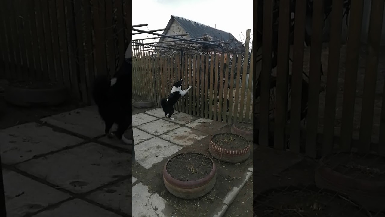 Русско европейская лайка