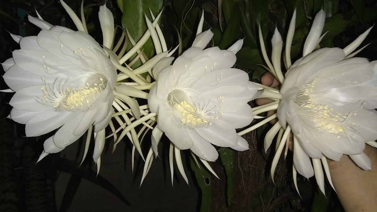 Floração da dama-da-noite é flagrada com recurso fotográfico que
