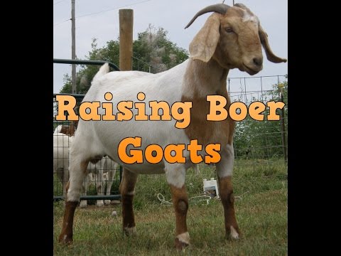 Can I Make Money Raising Boer Goats