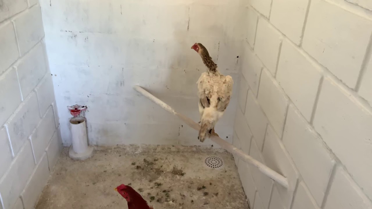 Criação de galos combatentes - Detalhes dos cruzadores