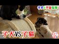 【子犬　子猫　保護犬】子犬VS子猫　小さくても負けない