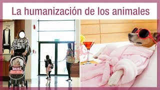 La humanización de los animales - minidocumental