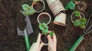 Organic Gardening Soil Types, Nutrients (& Compost Solutions)