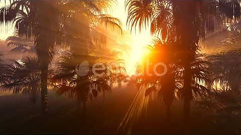 Sun And Jungle | Motion Graphics - Videohive template