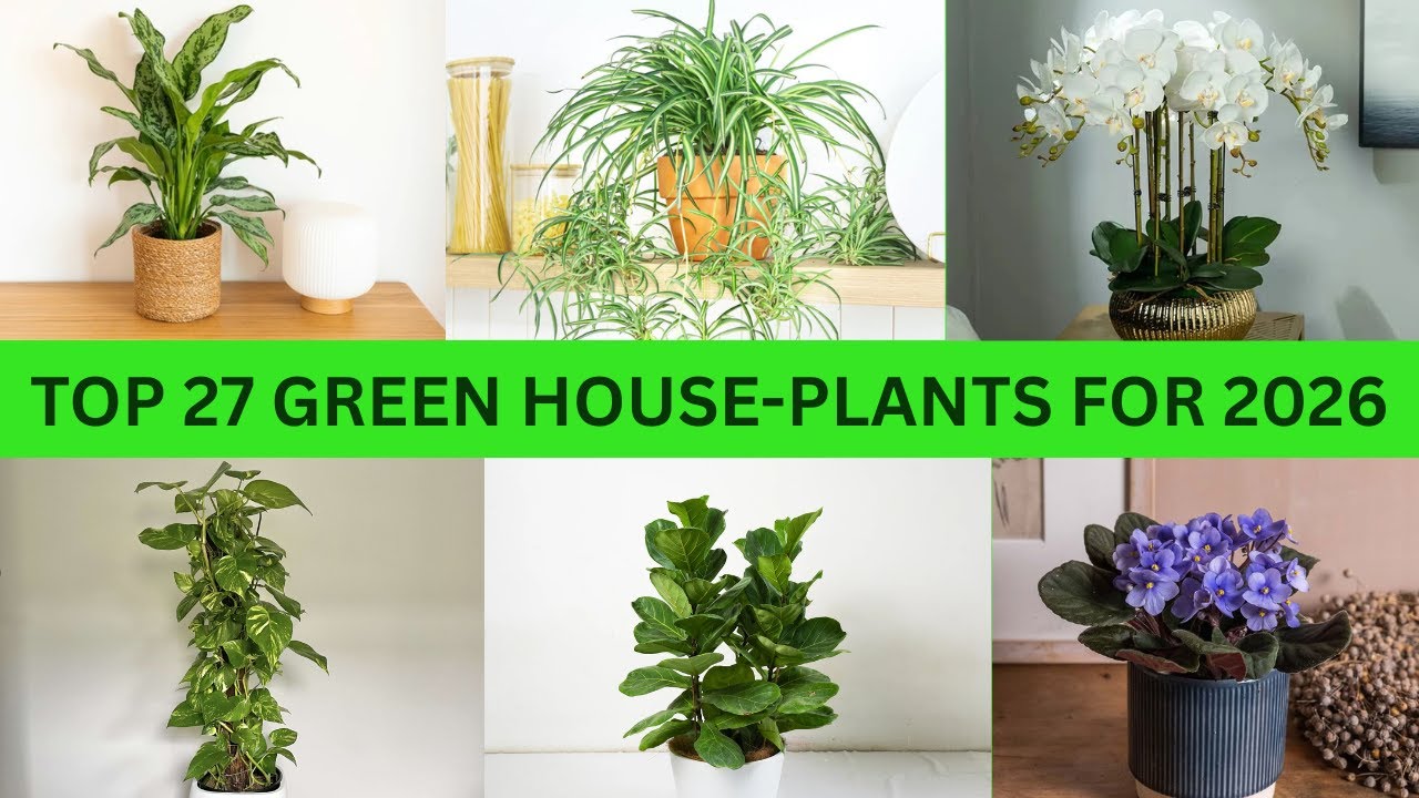 Top 27 Green Houseplants For 2026 | Best Indoor Plants For 2026 - YouTube