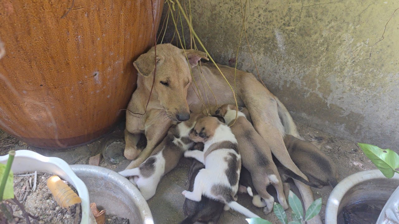 I really feel sorry for all these puppies.