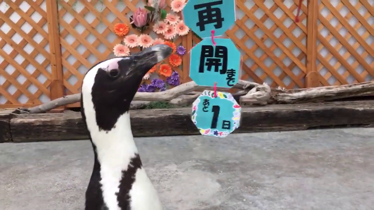 掛川花鳥園公式】営業再開まであと1日！カウントダウン動画～ケープ