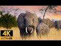 Africa animals 4k secrets of the savanna  a hidden world unveiled  relaxing music