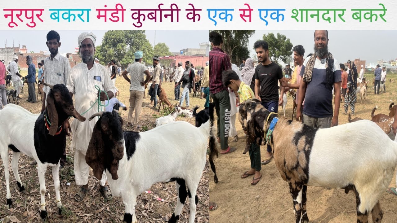 नूरपुर बकरा बाज़ार नूरपुर बकरा मंडी नूरपुर का बाजार नूरपुर का बकरों का बाजार कुरबानी के बड़े बकरे