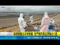 金門岸際驚見海漂豬屍！驗出非洲豬瘟陽性 豬肉產品即日起全面禁輸台｜三立新聞LIVE