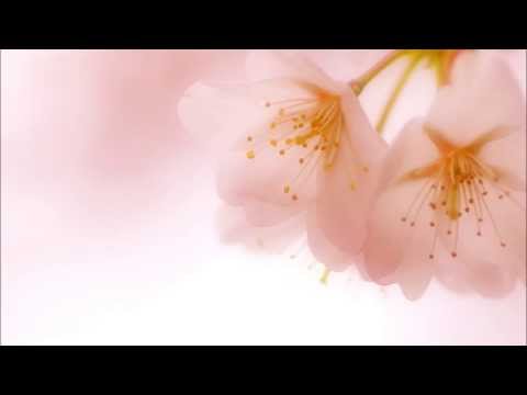 桜の花びらたち　春うたスペシャル