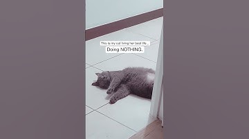 This my cat living her best life... 😻 She